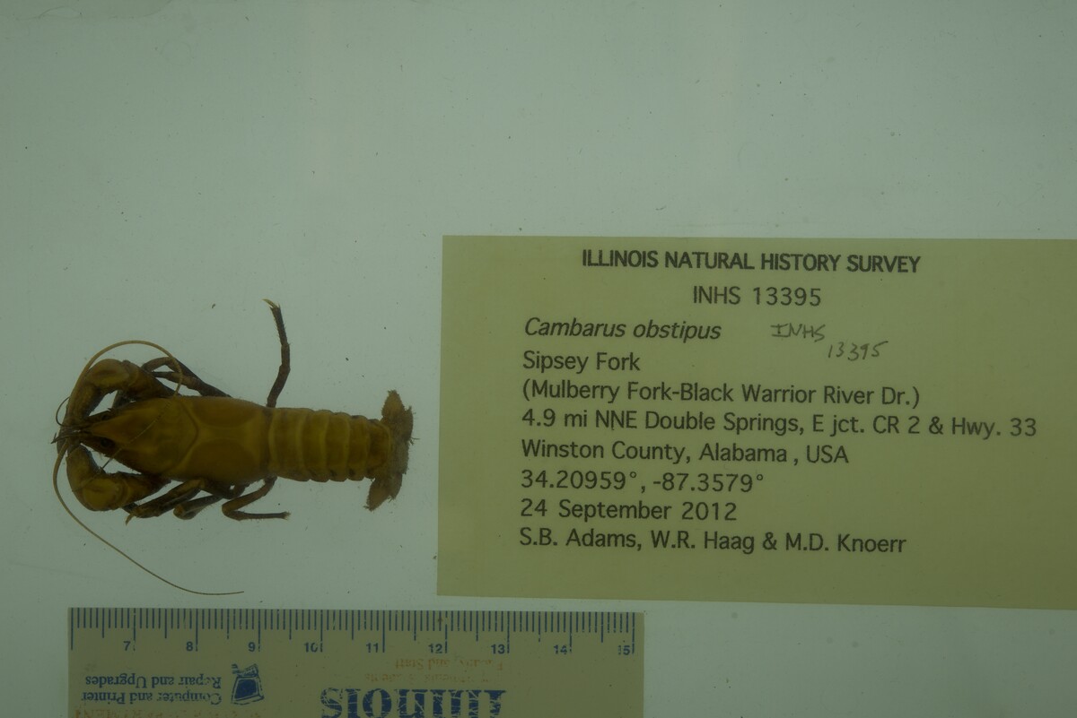 Cambarus obstipus image